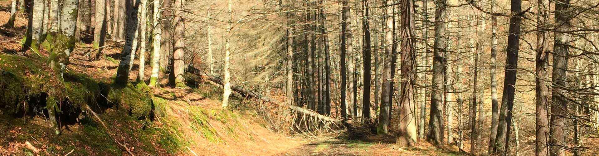 Selva de Irati Rutas en coche