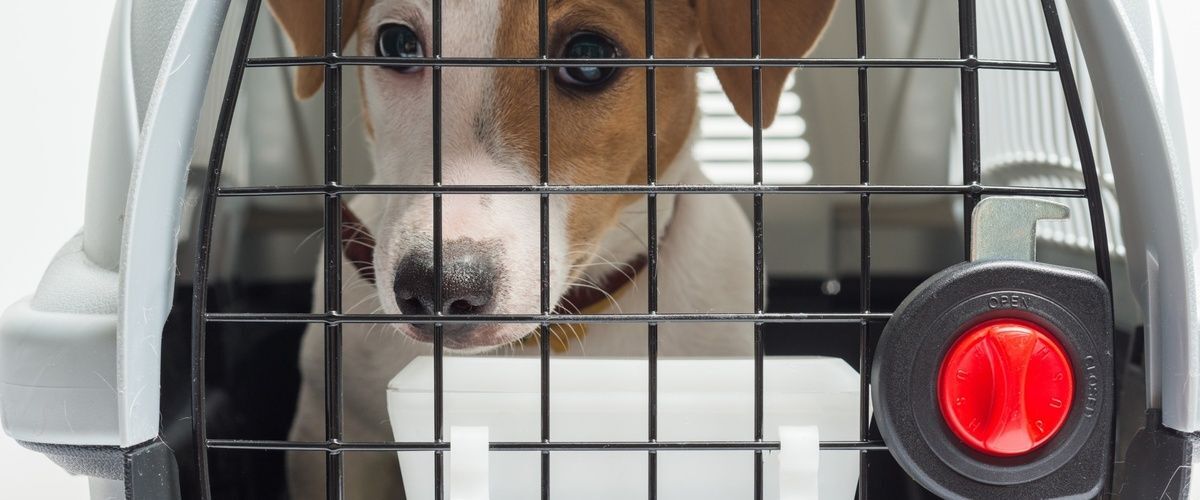 Redes, rejillas y separadores para perros coche
