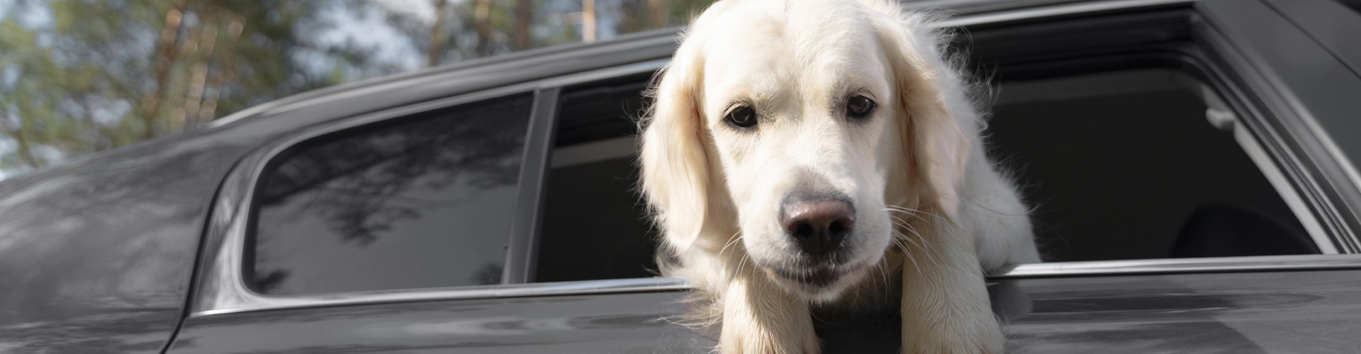 ¿Se puede dejar a un perro en el coche? Riesgos que pocos consideran