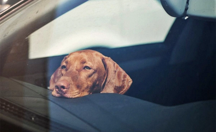 se puede dejar a un perro en el coche cuadrada 1 1 | Total Renting