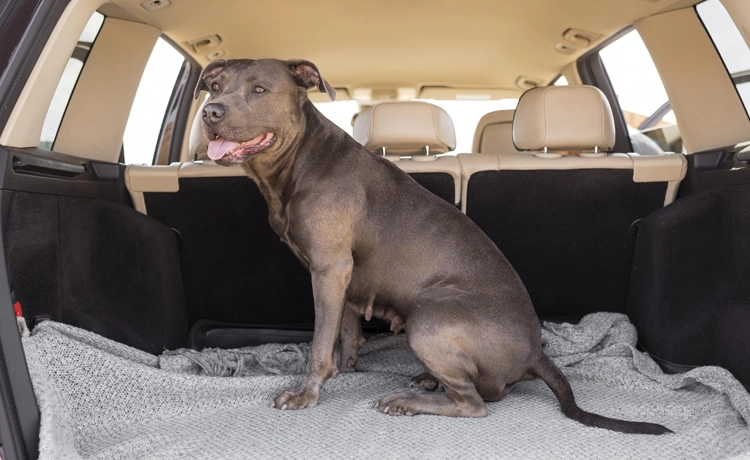 se puede dejar a un perro en el coche cuadrada 2 | Total Renting